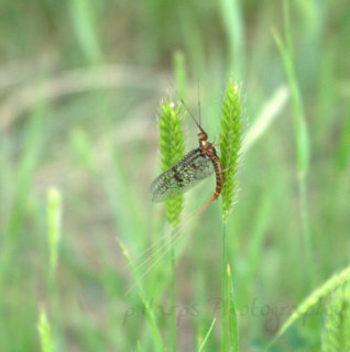 march brown