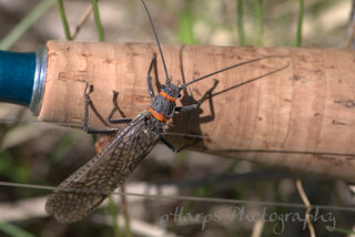 Salmonfly