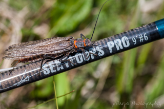 Salmonfly