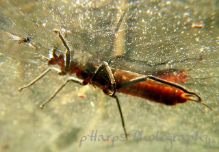 Salmonfly