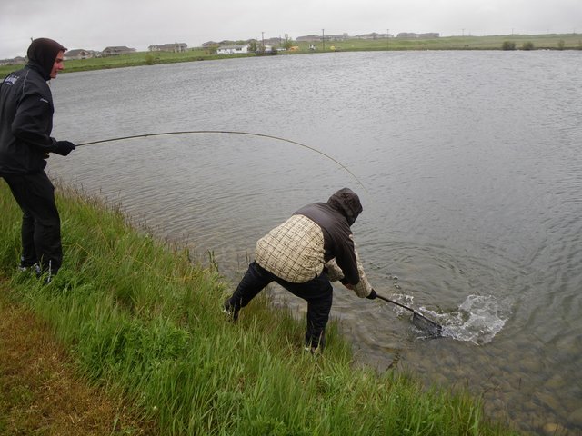 Fish In Schools